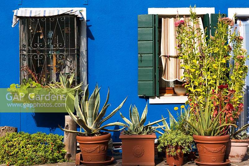Blue house facade and window ledge decorated with potted succulent plants and flowers that include Agave, yellow Tagetes - Marigold, Vitis - Vines - Burano Island, Venice, Italy