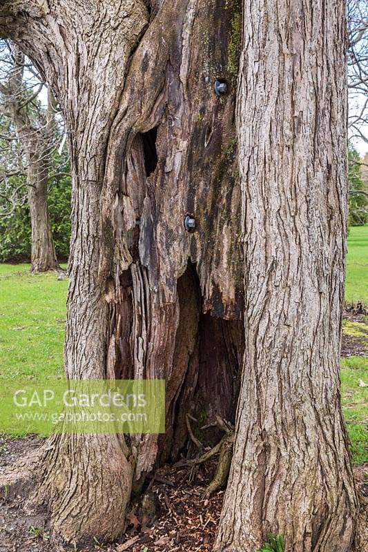 Catalpa x erubescens 'Purpurea' tree fitted with steel bolts to prevent trunk from splitting in two, Montreal Botanical Garden, Quebec, Canada. 