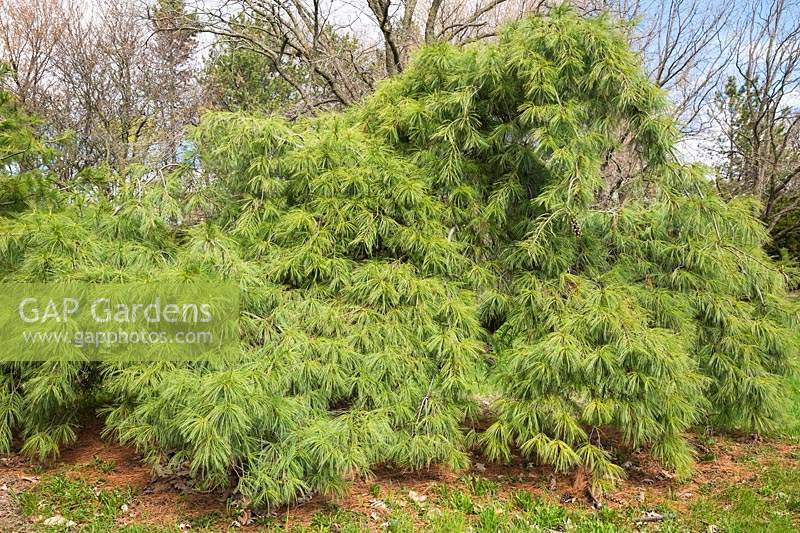 Pinus strobus 'Pendula' - Weymouth pine 'Pendula' - Montreal Botanical Garden, Quebec, Canada. 