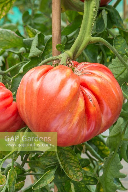 Solanum lycopersicum - Tomato 'Homestead' 