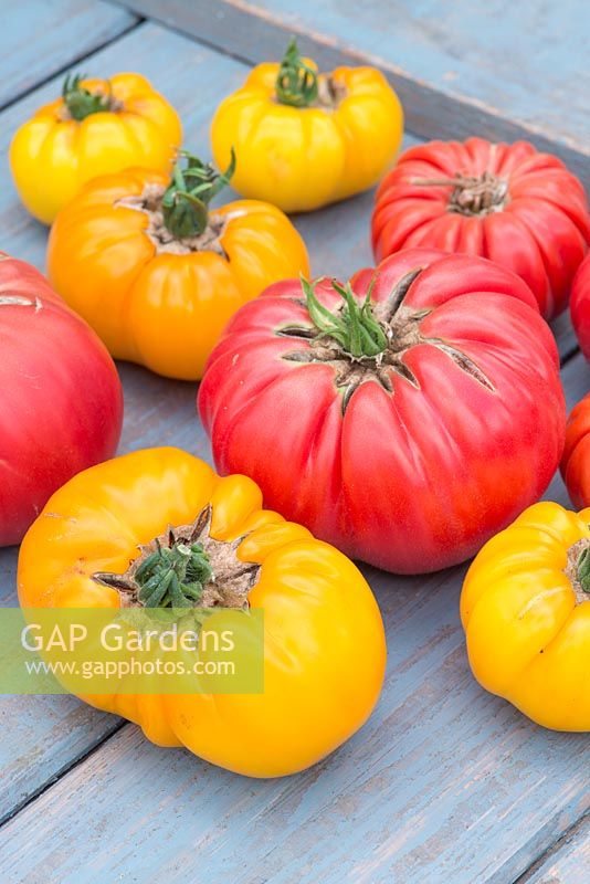 Solanum lycopersicum - Tomato 'Homestead' and Tomato 'Yellow Gazzi Ribbed'