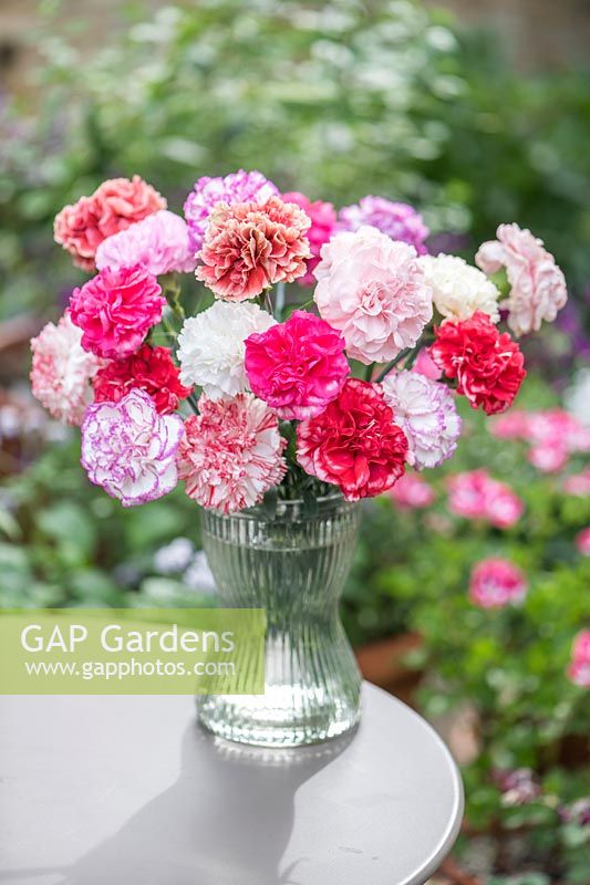 Mixed arrangement of Perpetual carnations. 