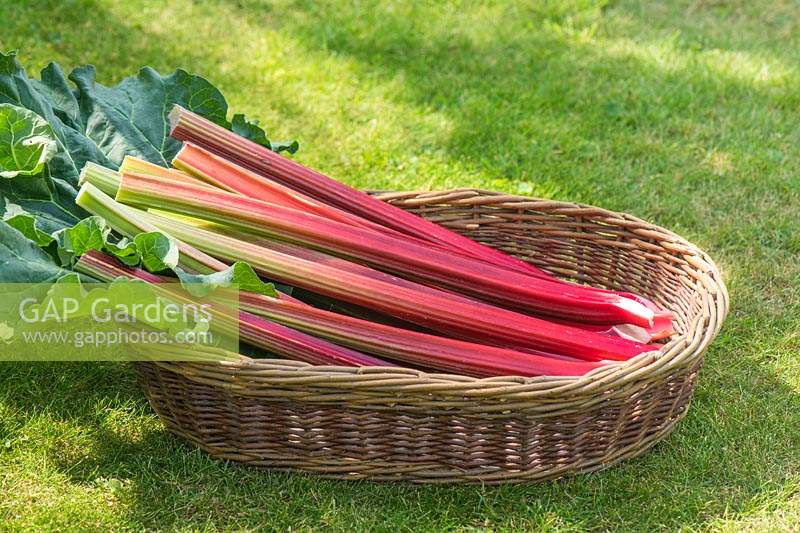 Wooden basket of Rhubarb 'Poulton's Red' - Rheum rhabarbarum