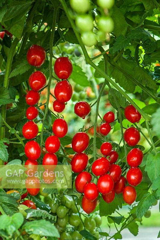 Solanum lycopersicum L. - Patio Tomato 'Celano' F1
