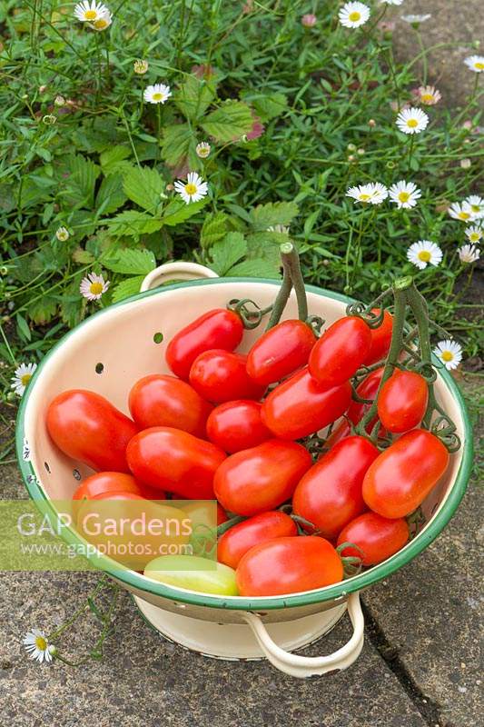 Solanum lycopersicum - Tomato 'Valdo' F1