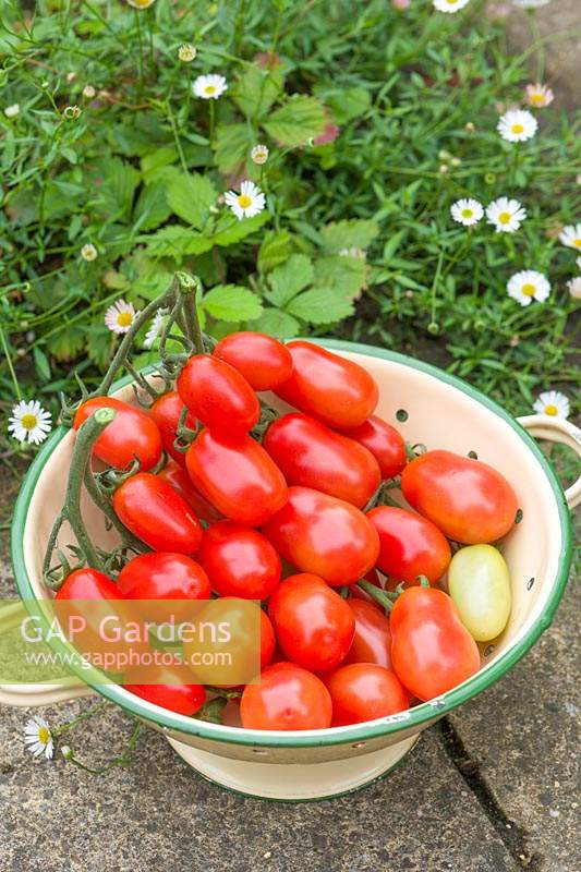 Solanum lycopersicum Tomato 'Valdo' F1 in colander. 