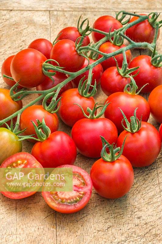 Solanum lycopersicum - Tomato 'Red Bolero'