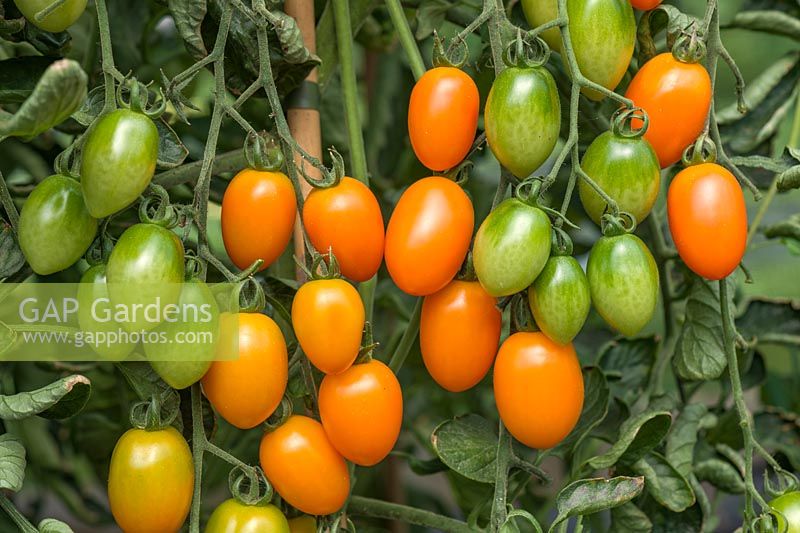 Solanum lycopersicum - Tomato 'Candle Light'