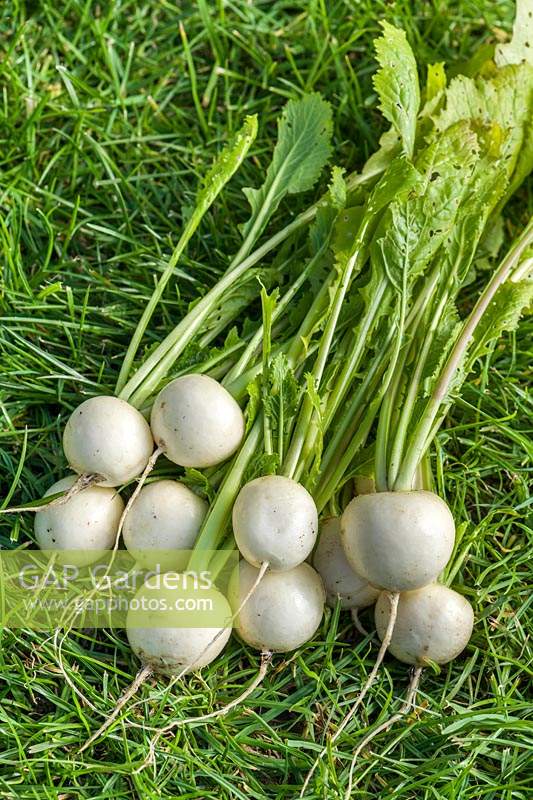 Brassica rapa subsp. rapa - Turnip 'Salad White'