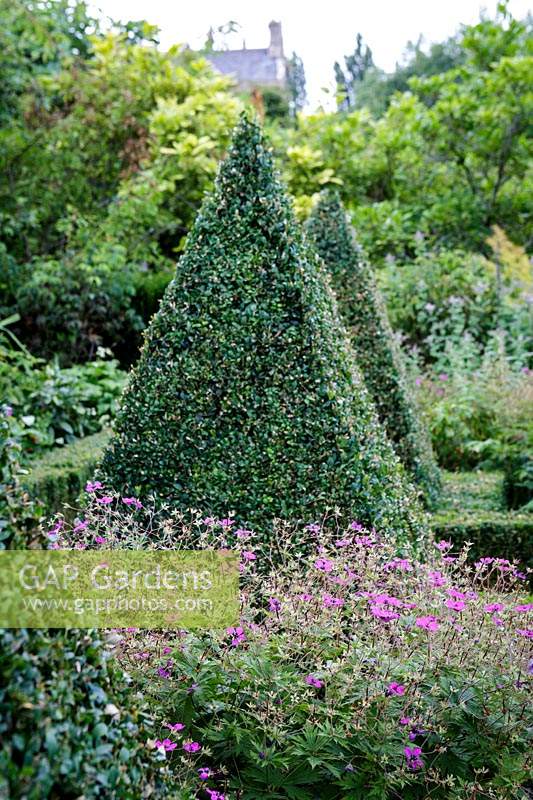 Topiary in mid sumer at Hanham Court Gardens, Bristol, owner Boissevain.