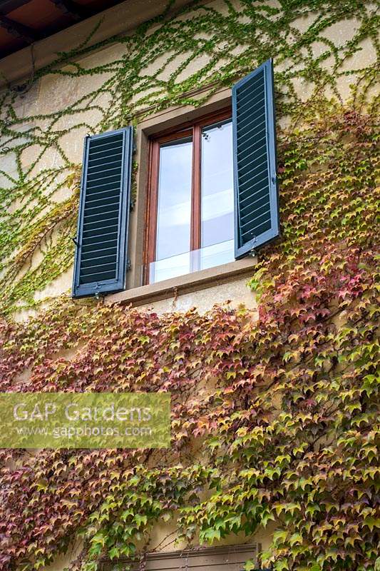 Parthenocissus quinquefolia - Virginia creeper covers house in Fiesole, Florence, Italy. 