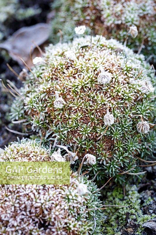 Saxifrage - Frosted alpine plant in rockery