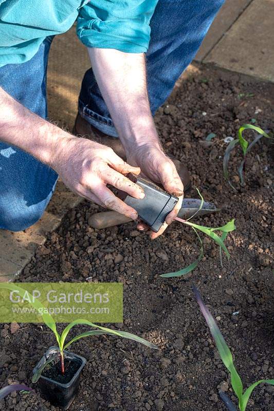 Zea mays - Gardener planting out young Zea mays - Double red sweetcorn plants into a vegetable garden. 