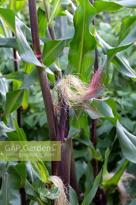 Zea mays - Double red sweetcorn cob on the plant in an English garden. 