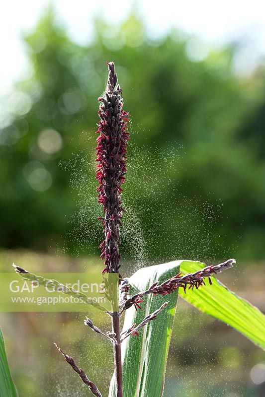 Zea mays - Double red sweetcorn flower being pollinated by the wind in an English garden. 