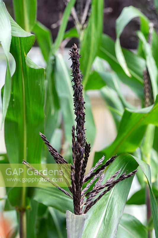 Zea mays - Double red sweetcorn flower being pollinated by the wind in an English garden.