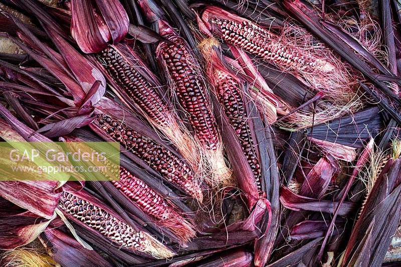 Zea mays - Harvested Double red sweetcorn cobs.