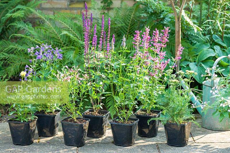 Container-grown herbaceous perennials ready for planting in a border.