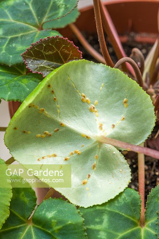 Soft scale - Coccus hesperidum group infestation on underside of Cyclamen persicum leaf.