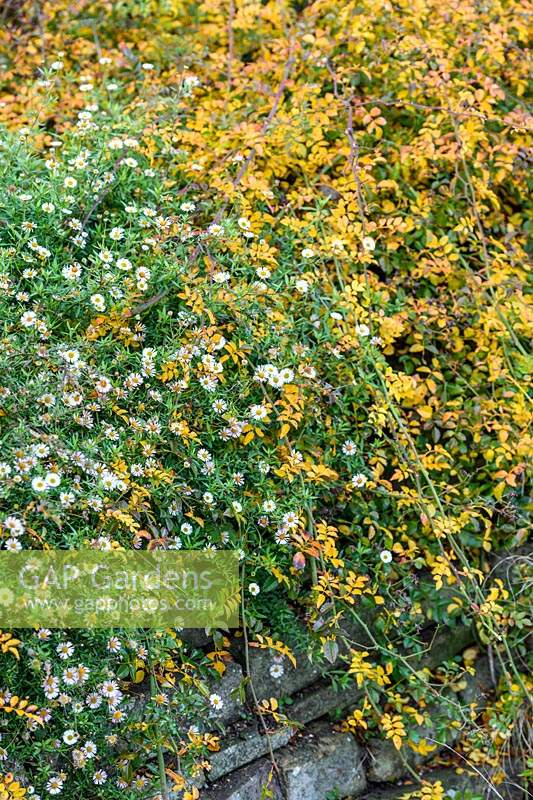 Erigeron karvinskianus and Rosa 'Snowcarpet' - Ground cover rose growing over dry stone wall. 