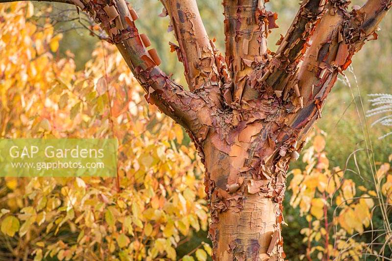 Acer griseum - Paperbark maple - and Cornus sanguinea 'Midwinter Fire' - Cornus 'Midwinter Fire'