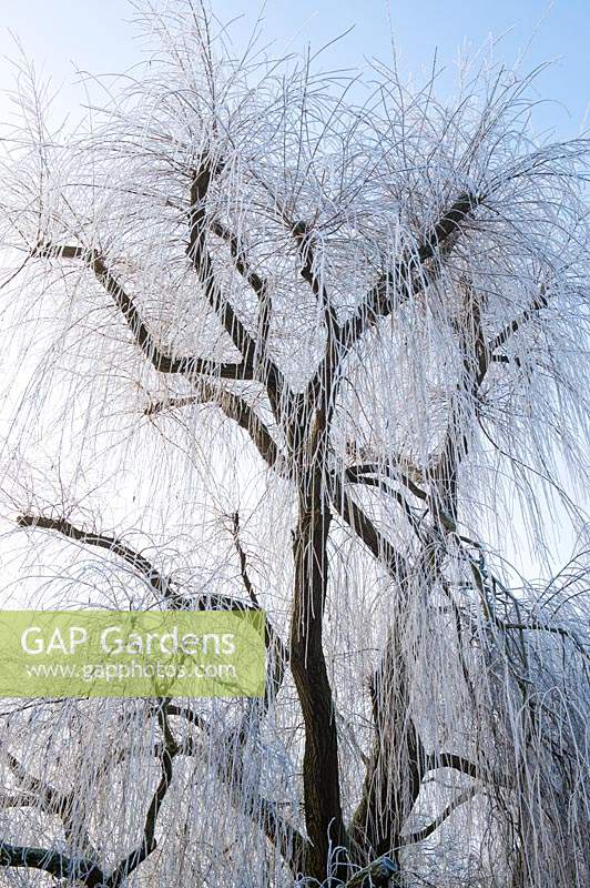 Salix babylonica 'Pendula' - Weeping willow trees covered in a winter hoar frost.