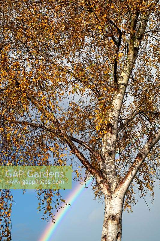 Betula pendula - Silver Birch with a rainbow in sky behind. 