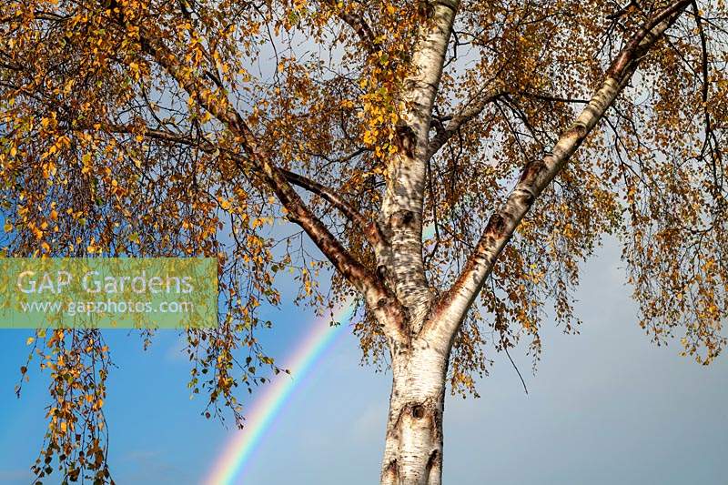 Betula pendula - Silver Birch with a rainbow in sky behind.