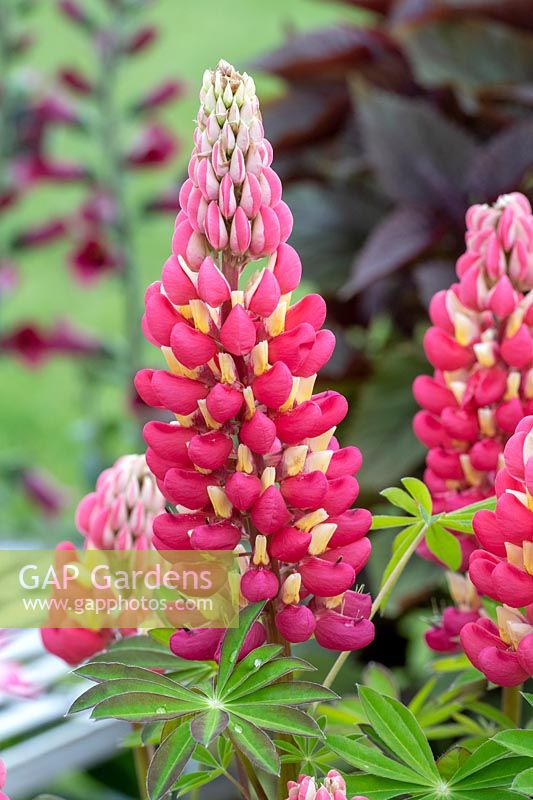 Lupinus 'Tequila flame' - Lupin 'Tequila flame'