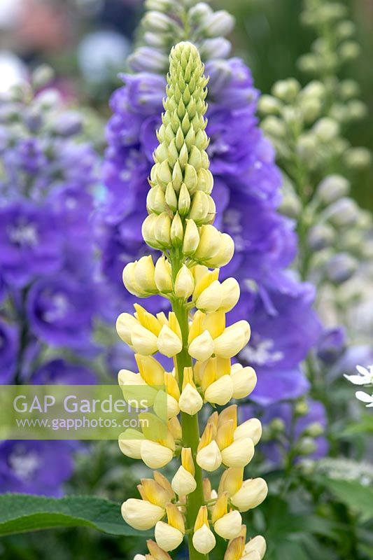 Lupinus 'Chandelier' Band of Nobles Series - Lupin 'Chandelier'