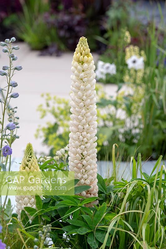 Lupinus 'Polar Princess' - Lupin 'Polar Princess', in the From Darkness To Light Garden, designed by Lynn Heslop MHort at RHS Chatsworth Flower Show, 2019. 