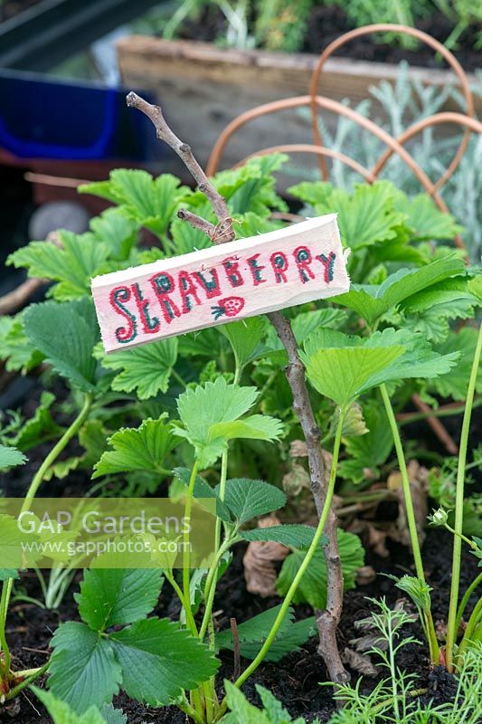 Child's hand-written strawberry sign at a flower show. 