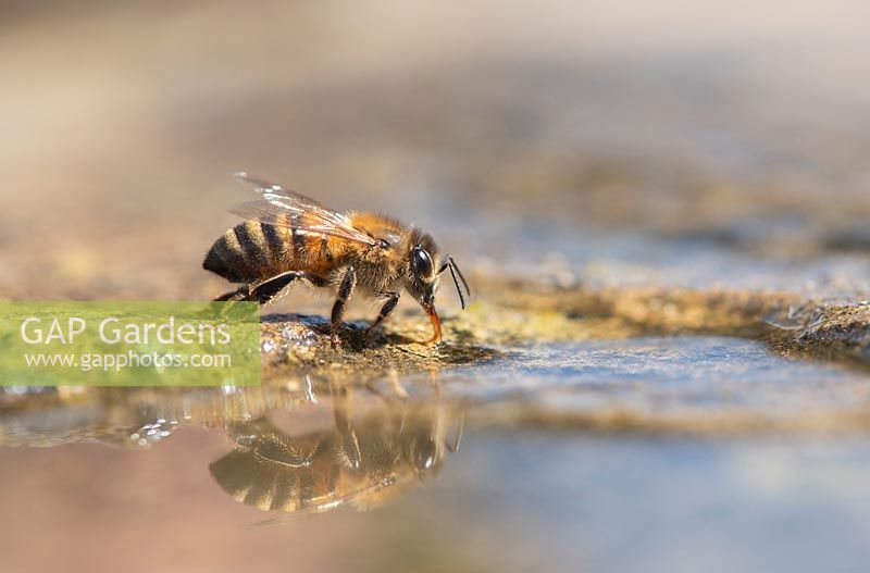 Apis mellifera - Honey bee drinking water on a stone paving slab. 
