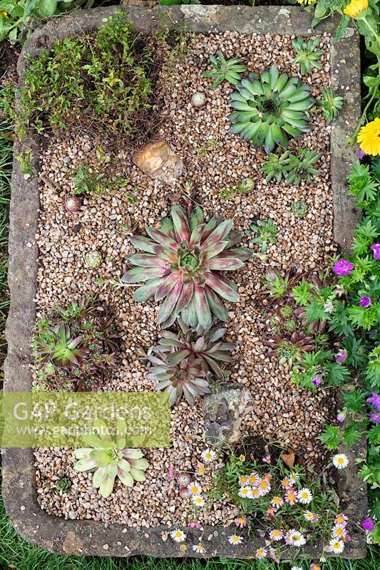 Planting stone trough with sempervivums - Houseleeks. 