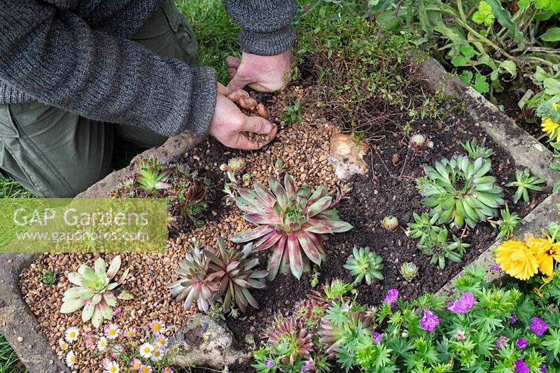 Gardener topdressing stone trough planted with alpines with grit.
