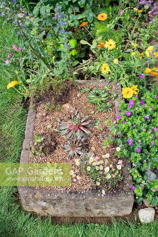 Stone sink planted with alpines.