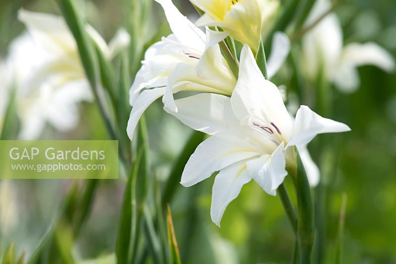 Gladiolus x colvillii 'The Bride' - Sword Lily 'The Bride'