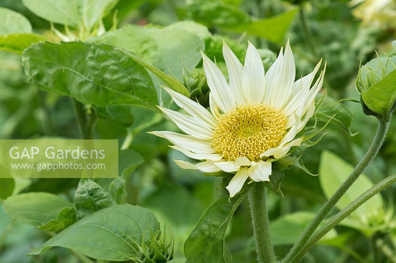 Helianthus annuus 'Jade' - Sunflower 'Jade'