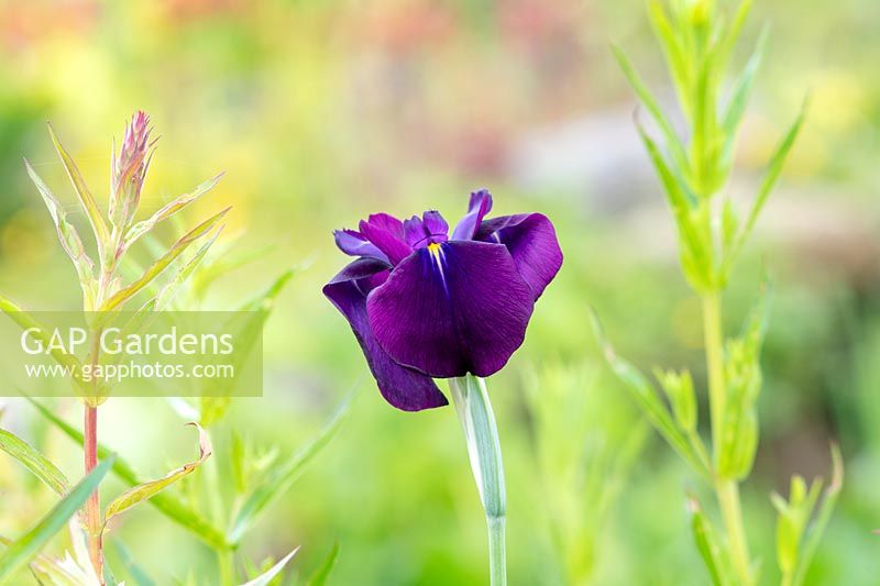Iris ensata 'Variegata' - Japanese Water Iris 'Variegata'
