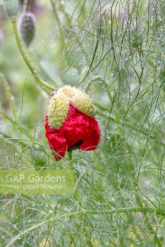 Papaver Rhoeas and Foeniculum vulgare 'Purpureum' - Red field poppy opening amongst Bronze fennel foliage covered in raindrops. 