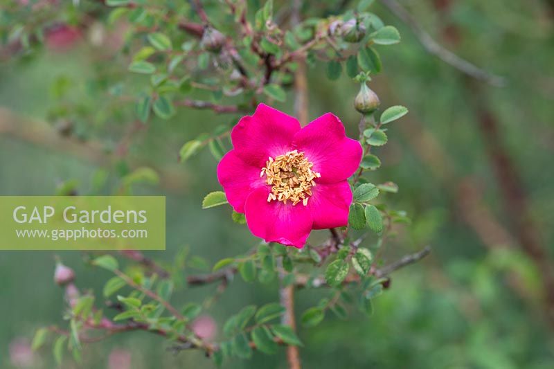 Rosa 'Highdownensis' moyesii hybrid - Rose 'Highdownensis'