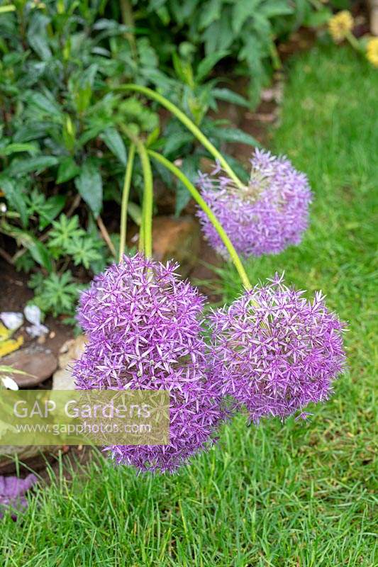Allium hollandicum 'Purple Sensation' - Wind and rain damaged allium flowers in a garden. 