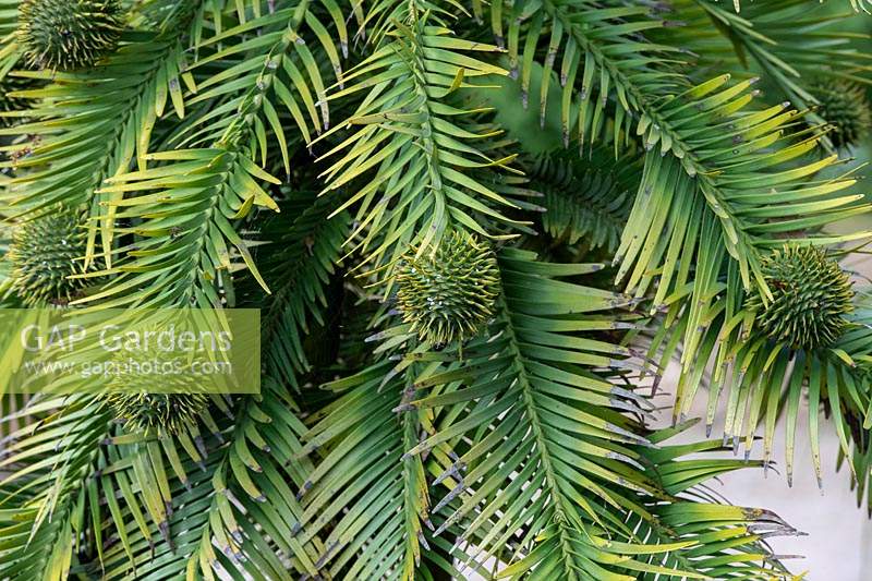Wollemia nobilis - Wollemi pine tree foliage and round female cones.