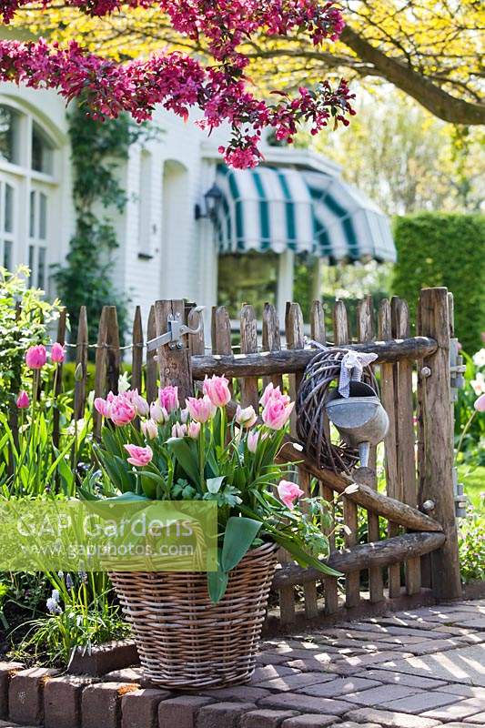 Basket of tulips at the garden gate.