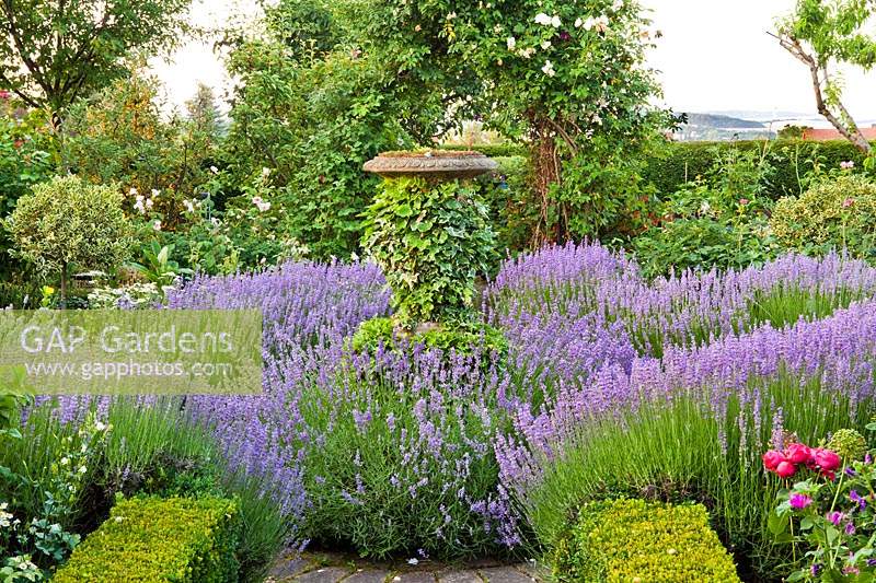 Central stone urn covered with Hedera - Ivy surrounded by Lavandula -Lavender.