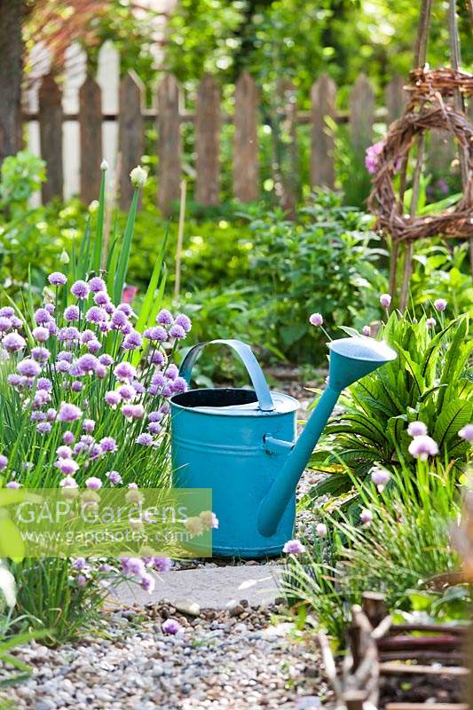 Metal watering can on gravel pathway surrounded by flowering borders. 