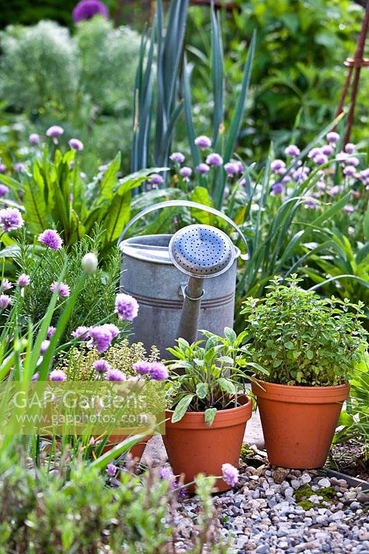 Display of herbs in terracotta pots including  Rosmarinus officinalis - Rosemary, Salvia officinalis - Sage, Salvia officinalis 'Purpurascens' - Purple Sage and Thymus x citriodorus 'Aureus' - Lemon thyme.