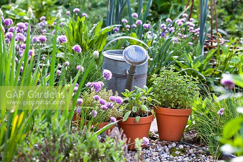 Display of herbs in terracott pots including Rosmarinus officinalis - Rosemary, Salvia officinalis - Sage, Salvia officinalis 'Purpurascens' - Purple Sage and Thymus x citriodorus 'Aureus' - Lemon thyme.