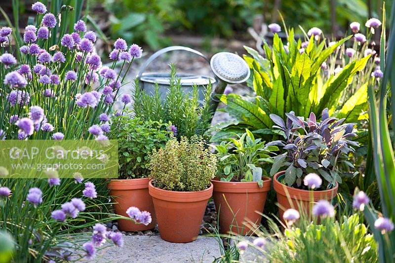 Display of herbs in terracotta pots including Rosmarinus officinalis - Rosemary, Salvia officinalis - Sage, Salvia officinalis 'Purpurascens' - Purple Sage and Thymus x citriodorus 'Aureus' - Lemon thyme.