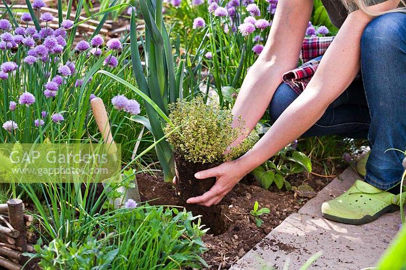 Woman planting Thymus x citriodorus 'Aureo'  - Thyme in bed.
